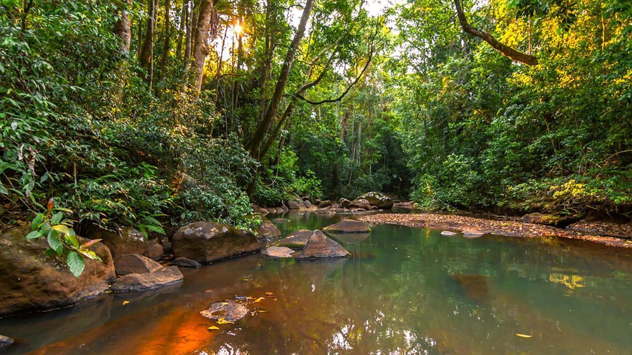 The Canopy Rainforest Treehouses & Wildlife Sanctuary Tarzali Экстерьер фото